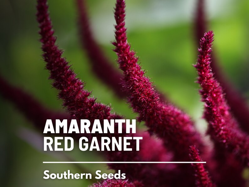 May include: Close-up of red amaranth flowers, also known as "Red Garnet" amaranth, with the text "Amaranth Red Garnet" and "Southern Seeds" below.