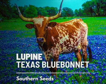 Lupine, Texas Bluebonnet - 50 Seeds - Heirloom Flower - State Flower of Texas (Lupinus texensis)