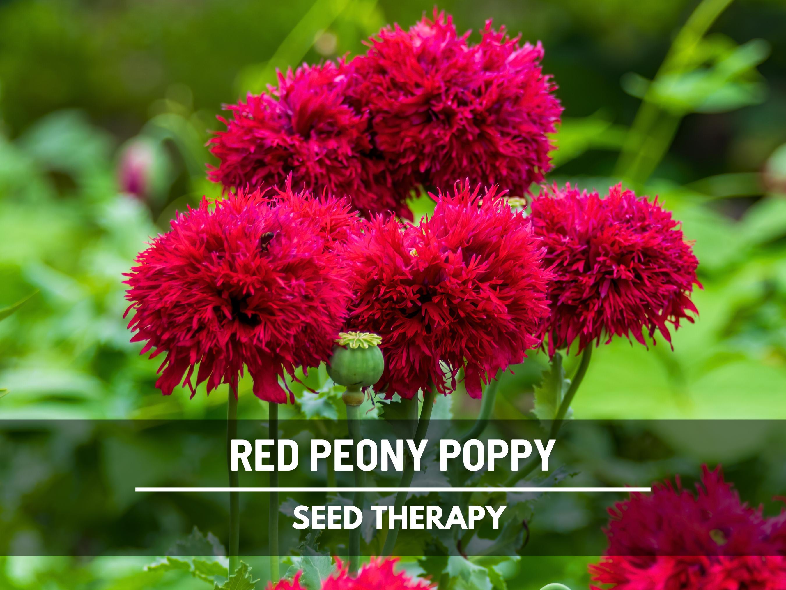 Small Ruffled Poppy Peony Poppy Red Seeds – Heirloom Flower, Vibrant Red Blooms, Ruffled ...