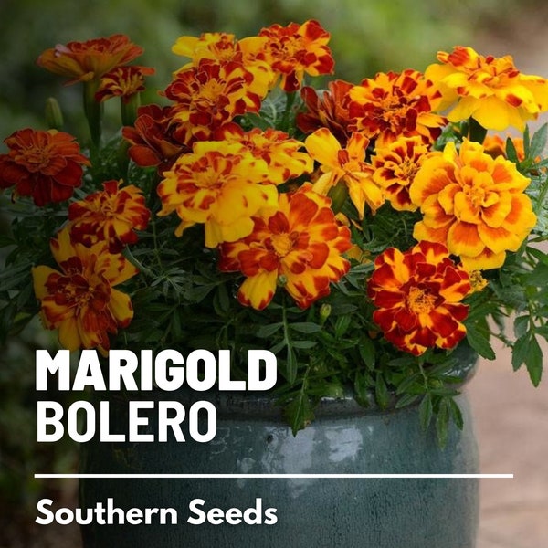 Marigold French, Bolero - 50 Seeds - Heirloom Flower - Fiery Orange and Red Blooms (Tagetes patula)