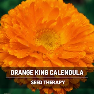 Orange King Calendula Seeds – Heirloom Medicinal Flower, Vibrant Orange Blooms & Edible Petals, Perfect for Teas, Herbal Gardens | 100 Seeds