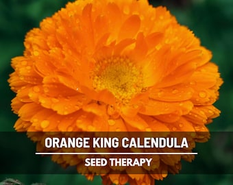 Orange King Calendula Seeds – Heirloom Medicinal Flower, Vibrant Orange Blooms & Edible Petals, Perfect for Teas, Herbal Gardens | 100 Seeds