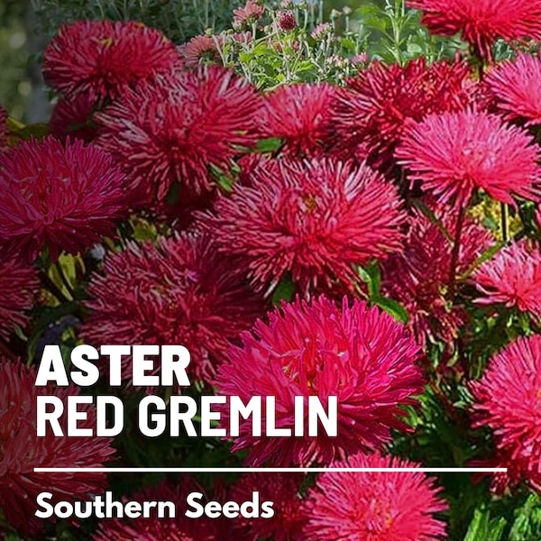 Aster, Gremlin Red (Tall Double) - 50 Seeds - Heirloom Flower - Easy to Grow (Callistephus gremlin)