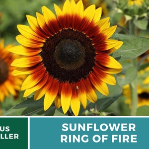 Sunflower, Ring of Fire 25 Seeds Heirloom Flower, Bicolored Blooms, Culinary & Medicinal Plant, Garden Gift Helianthus annuus image 3