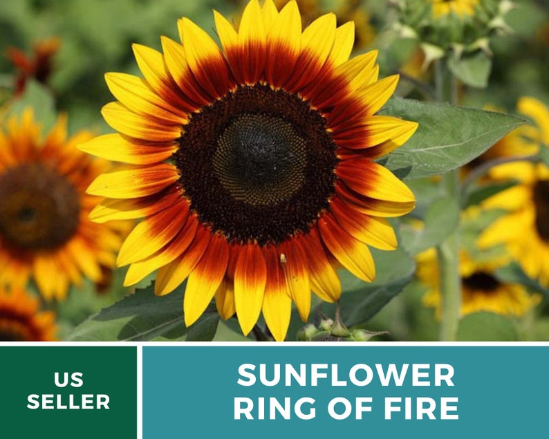 Sunflower, Ring of Fire 25 Seeds Heirloom Flower, Bicolored Blooms, Culinary & Medicinal Plant, Garden Gift Helianthus annuus image 3