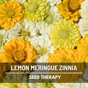 May include: A collection of yellow and white zinnia flowers in full bloom. The text LEMON MERINGUE ZINNIA and SEED THERAPY is printed in white capital letters over a dark horizontal bar across the lower portion of the floral image.