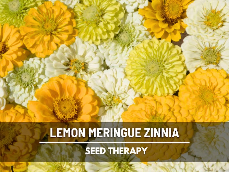 May include: A collection of yellow and white zinnia flowers in full bloom. The text LEMON MERINGUE ZINNIA and SEED THERAPY is printed in white capital letters over a dark horizontal bar across the lower portion of the floral image.