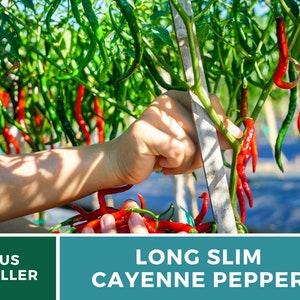 May include: A hand picks red and green long slim cayenne peppers from a plant. The peppers are growing on a trellis. The text "LONG SLIM CAYENNE PEPPER" is on a teal background. The text "US SELLER" is on a green background.
