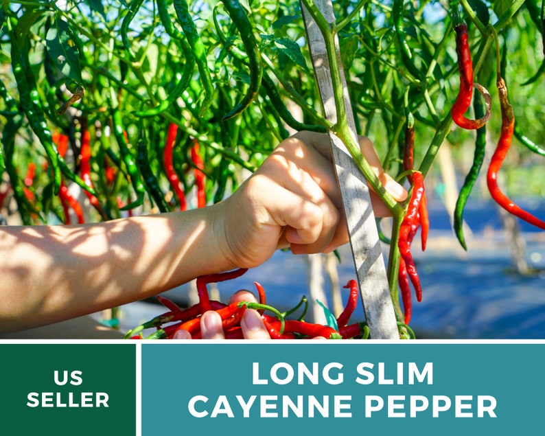 May include: A hand picks red and green long slim cayenne peppers from a plant. The peppers are growing on a trellis. The text "LONG SLIM CAYENNE PEPPER" is on a teal background. The text "US SELLER" is on a green background.