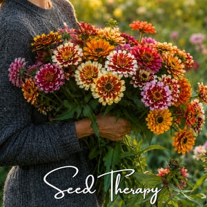 Puede incluir: Un gran ramo de zinnias vibrantes en tonos naranja, amarillo, rojo y rosa con tallos y hojas verdes. Las flores presentan pétalos en capas y centros oscuros. El texto Seed Therapy está escrito en cursiva blanca en la parte inferior.