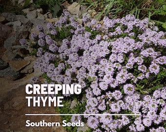 Creeping Thyme - 50 Seeds - Heirloom Herb - Fragrant Groundcover (Thymus serpyllum)