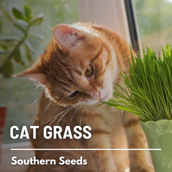 Cat Grass - 50 Seeds - Heirloom Ornamental Grass, Cat's Favorite, Cereal Barley Grain, Non-GMO (Hordeum vulgare Variegate)