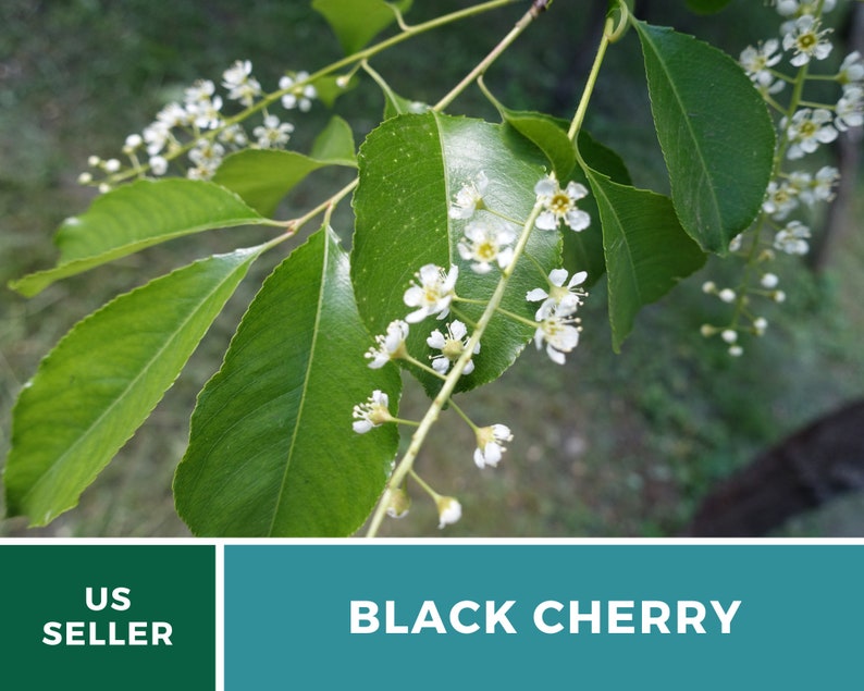 Cherry Black Cherry Tree 15 Seeds Culinary & Medicinal Etsy