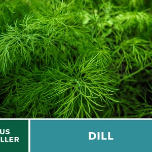 May include: A vibrant green dill plant with feathery, needle-like leaves. Below the plant, a dark green rectangular box contains the white text US SELLER, and a larger teal rectangular box contains the white text DILL in capital letters.