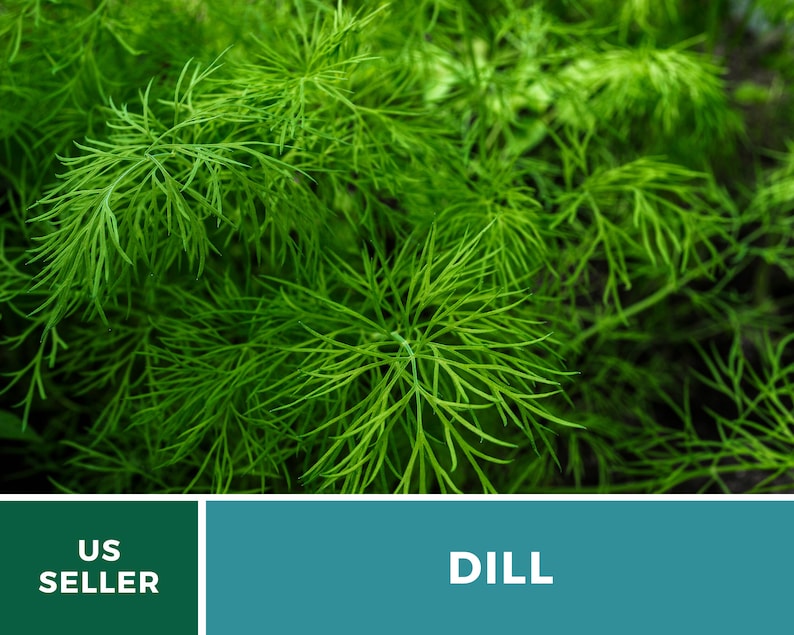 May include: A vibrant green dill plant with feathery, needle-like leaves. Below the plant, a dark green rectangular box contains the white text US SELLER, and a larger teal rectangular box contains the white text DILL in capital letters.