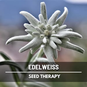 Edelweiss Seeds – Heirloom, Medicinal Herb & Alpine Flower, National Symbol of Switzerland, Garden Favorite | 100 Seeds