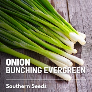 Onion, Evergreen Bunching (Scallions) - 200 Seeds - Heirloom Vegetable - Open Pollinated - Non-GMO (Allium fistulosum)