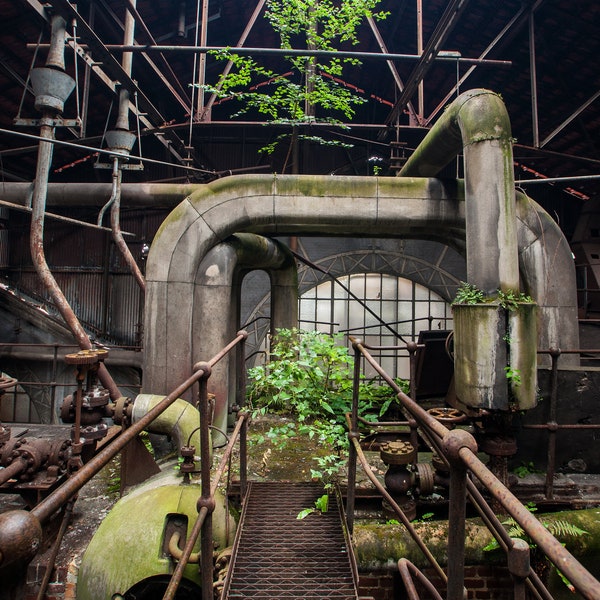 Urbex "Nature envahissante" : Photographie prise lors de l’exploration d'une usine textile abandonnée en France.