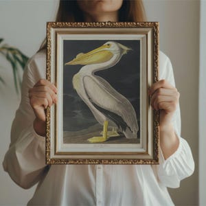 White Pelican Audubon Print - John James Audubon Bird Watching Art, Vintage White Pelican Wall Decor, Birds of America Poster