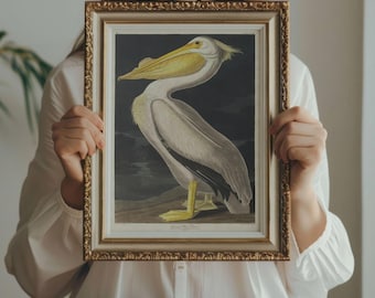 Audubon-print met witte pelikaan – Vintage muurkunst Birds of America