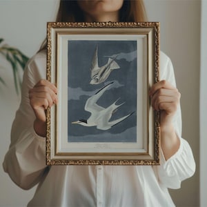Least Tern Audubon Print - John James Audubon Bird Watching Art, Vintage Least Tern Wall Decor, Birds of America Poster