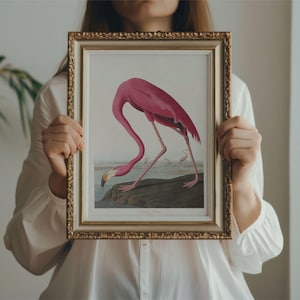 Pink Flamingo Audubon Print - John James Audubon Bird Watching Art, Vintage Pink Flamingo Wall Decor, Birds of America Poster