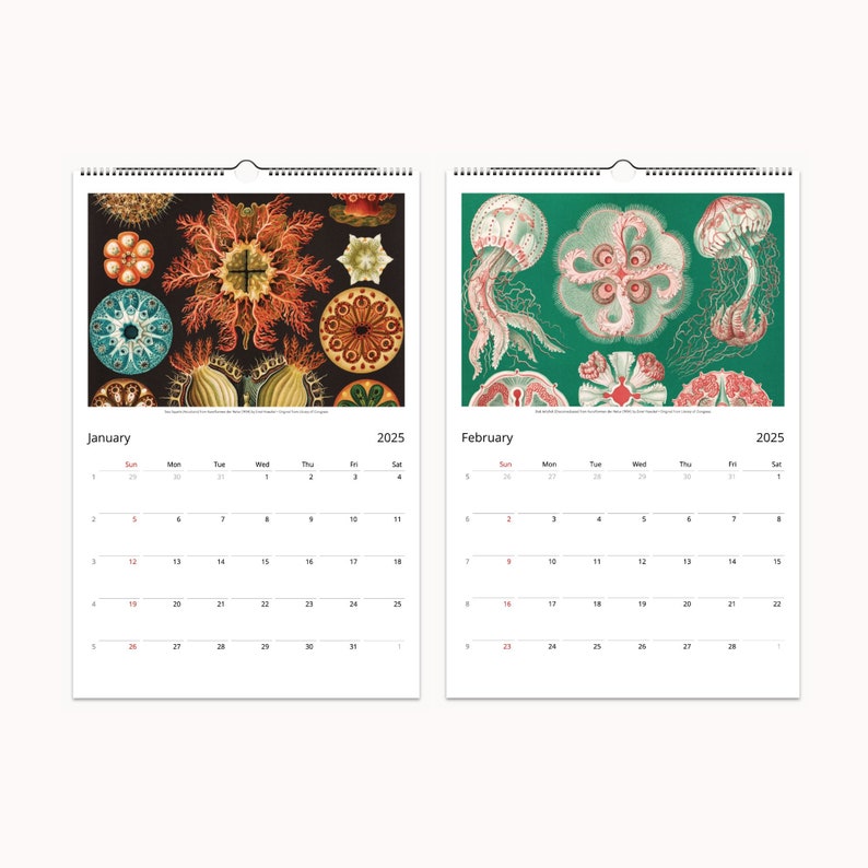 January and February pages of 2025 calendar with detailed Ernst Haeckel artwork showcasing colorful marine life.