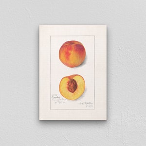 Peach - Arte Murale Botanica