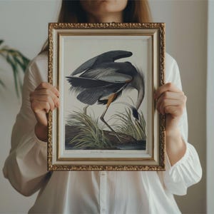 Blue Heron Bird Audubon Print - John James Audubon Bird Watching Art, Vintage Blue Heron Wall Decor, Birds of America Poster