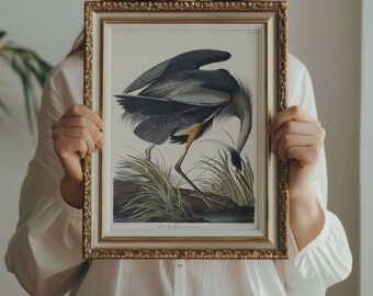 Impresión de Audubon de garza azul: póster vintage de observación de aves