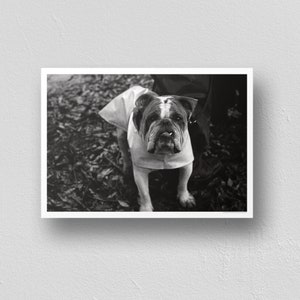 The Pocket Protector - Vintage Photographs