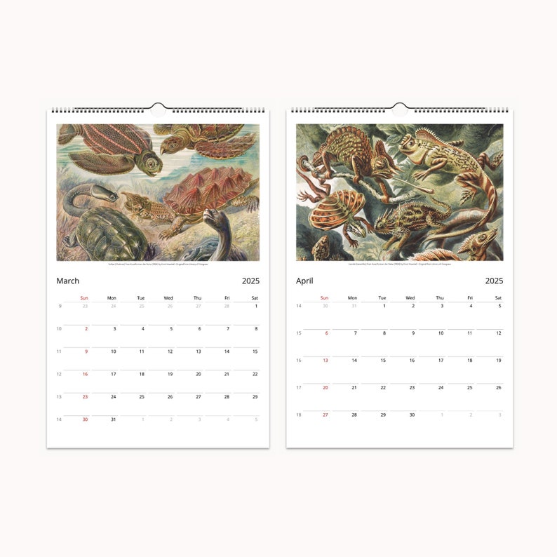 March and April spreads of 2025 calendar with Ernst Haeckel drawings of aquatic creatures in their natural habitat.