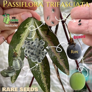 Passiflora trifasciata 10 seeds Rare Passion Fruit