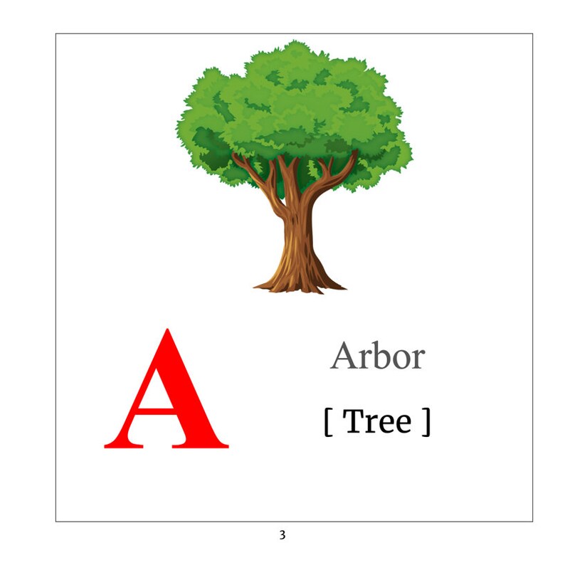 Latin Childrens Book latin English First 100 Words and Picture Book