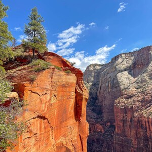 Red Canyon with Pine - zion - national park - red - rock - photography - green - southwest - utah - landscape - green - tree - outdoors blue