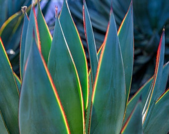 ARTWORK ONLY Blue Agave - Photography Prints - Plant - Home Decor - Wall Art - Desert - Nature - Landscape - Southwest - Garden - Pointy