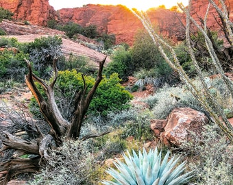 Agave in Sedona - Photography Prints - Wall Art - Landscape - Home Decor - Southwest - Desert - Nature - Pointy