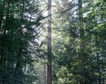 Redwood Tree Grove - Big Basin State Park - Photography Prints - Santa Cruz - California - Wall Art - Home Decor - Nature - Landscape Forest