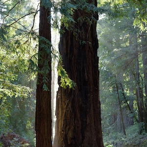 Redwood Trees with Sunbeam - Big Basin State Park - Photography Prints - Santa Cruz - California - Home Decor - Wall Art - Vertical - Forest