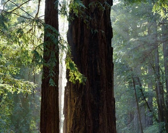 Redwood Trees with Sunbeam - Big Basin State Park - Photography Prints - Santa Cruz - California - Home Decor - Wall Art - Vertical - Forest