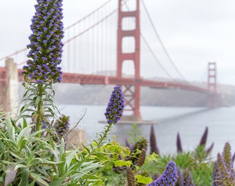 Golden Gate Bridge with purple flowers - Photography Prints - San Francisco - Northern California - Landscape - Nature - Home Decor