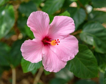 Pink Hibiscus Blossom - Photography Prints - Wall Art - Landscape - Home Decor - Nature - Flower - Bloom - Tropical - Florida - Floral