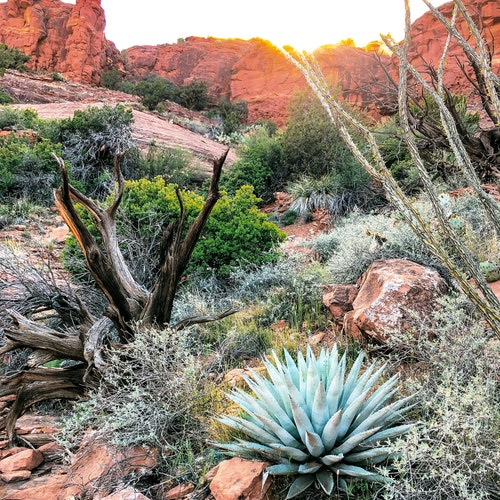 Agave in Sedona Photography Prints Wall Art Landscape - Etsy