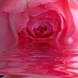 May include: A close-up of a pink rose with water droplets on the petals, reflected in the water below.