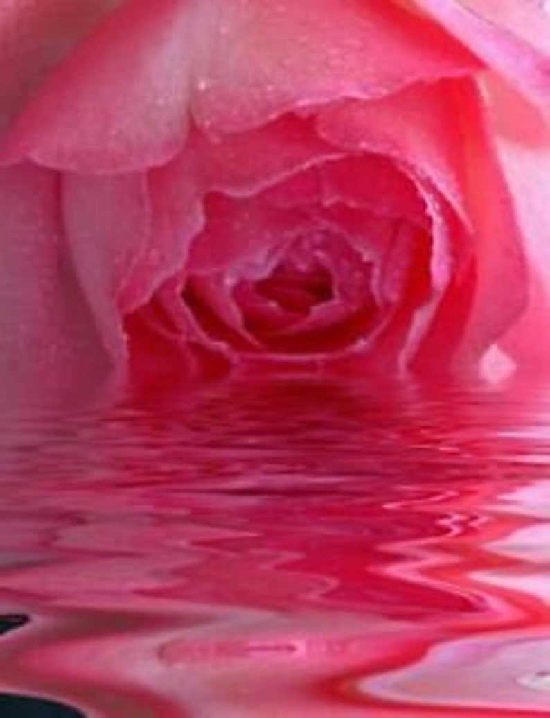 May include: A close-up of a pink rose with water droplets on the petals, reflected in the water below.