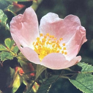carte recyclée, carte écologique, carte fleurie. Carte d'anniversaire, carte faite main, carte de remerciement, carte rose, carte bohème pour jardinier, cartes écologiques