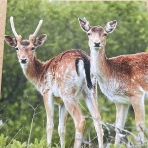 Carte de cerf. Carte de rétablissement, carte recyclée, carte d'anniversaire, carte écologique. Carte faite main. Carte de sympathie, carte de remerciement, carte de la faune