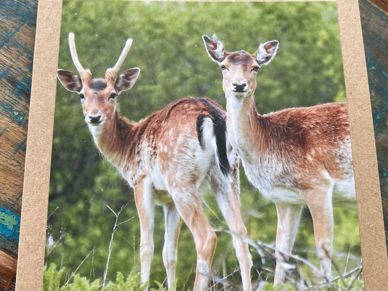Deer Card. Get Well Soon Card Recycled Card Birthday Card Etsy UK