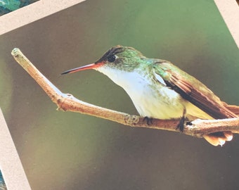 Hummingbird card, recycled card, birthday card, recycled card. Eco friendly card. Handmade card. Unusual Thank you card, blank gift card