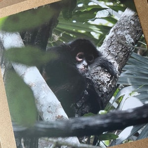 Apenkaart. Handgemaakte kaart, gerecyclede kaart. Natuurfotografie. Milieuvriendelijke kaart, boho-natuurkaart, rustieke kaart, kaart voor apenliefhebber,